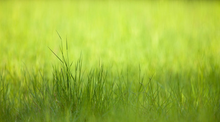 herbe vert verte brin tige brindille champs nature