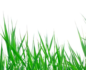 Fototapeta premium green grass