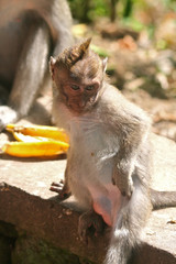 Long Tailed Macaque Scratching