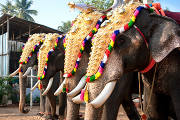 Decorated elephants for parade at the annual festival,India