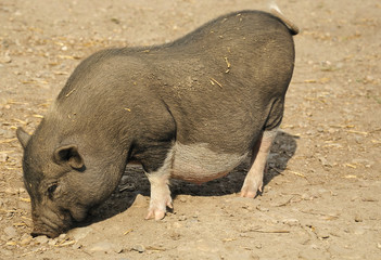 Young wild pig looking for food