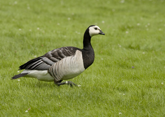 Barnacle goose