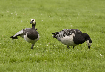 Barnacle goose