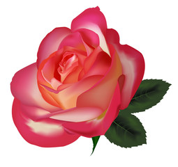 Beautiful tea rose with leaves. Vector.