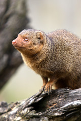 Südliche Zwergmanguste