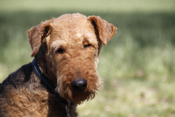 Airedale Terrier