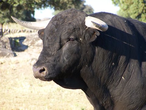 El Toro