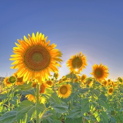 Girasoles a contraluz