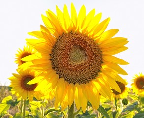 Obraz premium Girasol