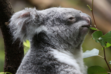Koala