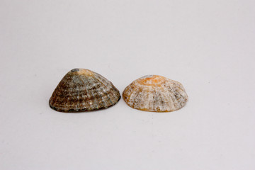 coquillage 42
