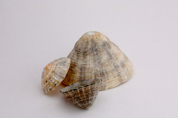 coquillage 36
