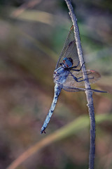 Libélula azul posada