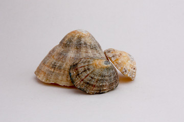 coquillage 23