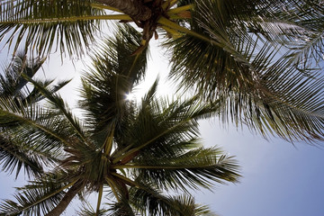 Fototapeta na wymiar Blue sky sun and palms