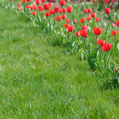 Grass and red tulips