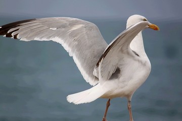Silbermöwe
