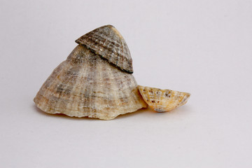 coquillage 91