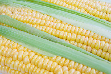 Ripe corn.
