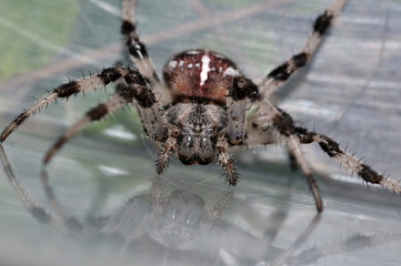 Closeup face of giant spider