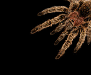 Dark Spider