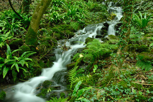 Woodland stream - Stock Image - C016/2344 - Science Photo Library