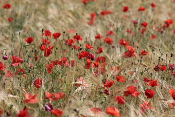 Mohnblumenfeld in der Provence