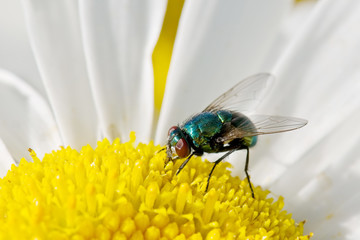 macro de una mosca en una flor