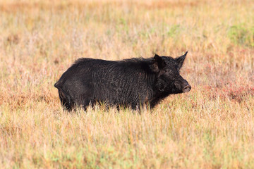 Wild Boar