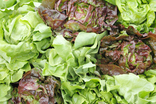 Green and red lettuce display