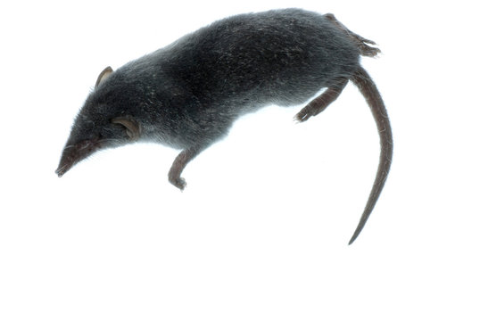 mammal animal shrew rat