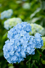 ミッキーのあじさい