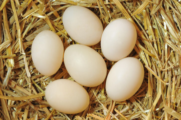 Eggs.