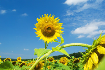 Sunflower against the blue sky with clouds