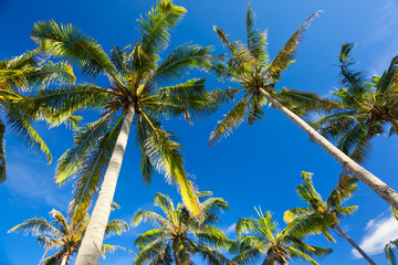 palms on the beach at summertime