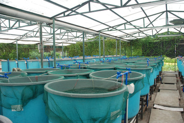 Agriculture aquaculture farm - 24722343