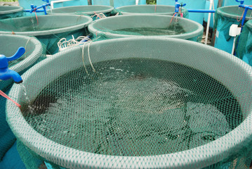 Agriculture aquaculture farm - 24722504
