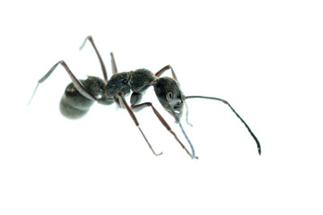 insect ant macro isolated