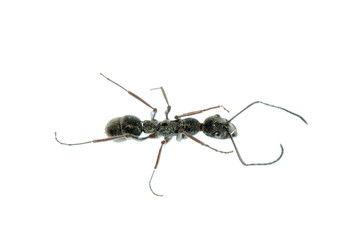 insect ant macro isolated