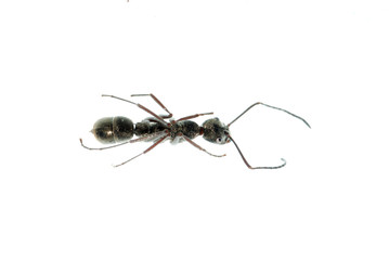 insect ant macro isolated