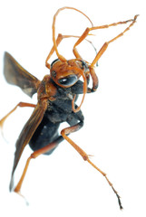 wasp insect macro isolated on white