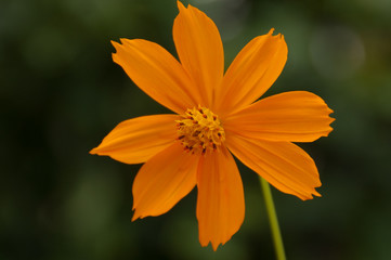 Closeup orange cosmos in my home, Thailand.
