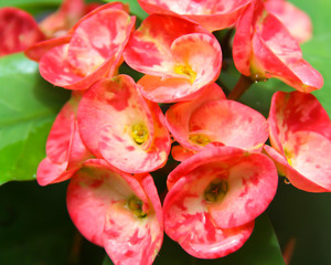 beautiful  flower after  rainfall