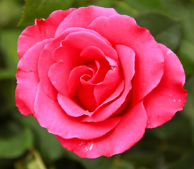 beautiful rose flower