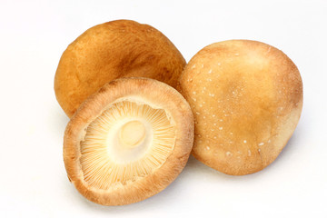 shiitake