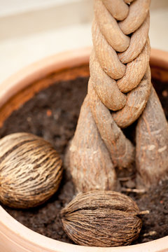 fargesia robusta campbell abstand Fargesia robusta Campbell kaufen  Bambushecke  Grserwelten