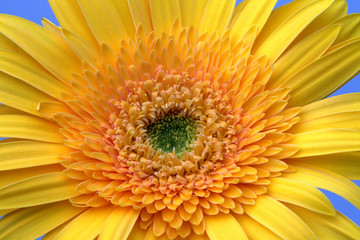 Yellow gerbera flower