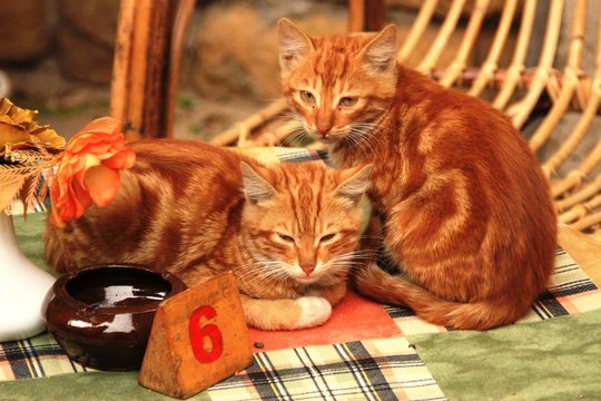 chats egyptiens