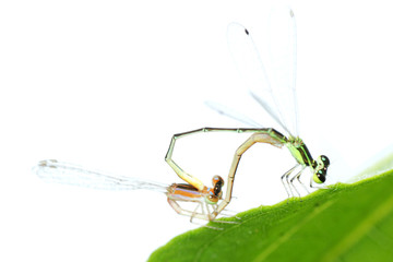 damselfly dragonfly mating isolated