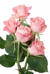 pink roses in posy